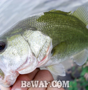 琵琶湖へ (2016年 10月4日) ポッパーでペコン。 琵琶湖へ (10月4日) ポッパーでペコン。 10