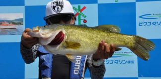 tweet釣果：ボカッ!! スタッガーワイドで62.5cm!! (琵琶湖) 