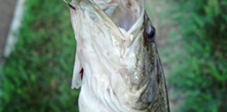 瀬田川へ (2016年 10月7日) ハードベイトでチビx2 6