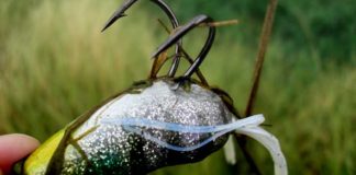 琵琶湖へ (9月18日) フロッグ狩り失敗 6