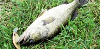 瀬田川へ (2016年 9月14日) 8