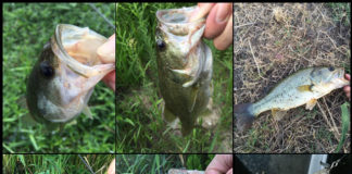 お客様からの釣果：里様~ 琵琶湖東岸陸っぱり 