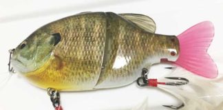 お客様からの釣果：関原様~琵琶湖で51cm!! 2