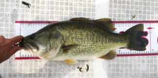 お客様からの釣果：大阪の佐々木様~スタッガーワイドで５０アップ!! 2