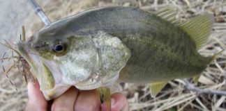 琵琶湖へ (10月16日) パワーフィネスでばらす 11