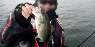 琵琶湖バスフィッシングガイドリポート ~円山様~ 28cm 19