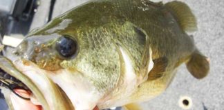 琵琶湖へ (8月13日) 7