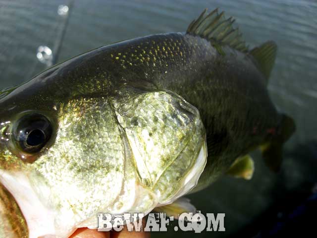 biwako basss fishing guide yasui nedan ninki 13