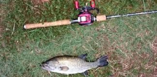 瀬田川釣果 36cm!! (bv六文銭) 2016年 