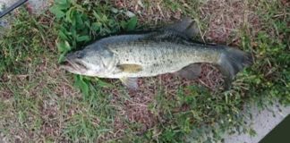 瀬田川釣果 41cm!! (bv六文銭) 2016年 