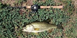 瀬田川釣果 41cm!! (bv六文銭) 2016年 