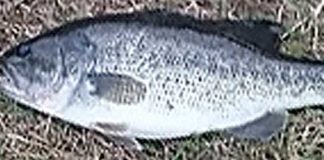 瀬田川釣果 45cm!! (bv六文銭) 2016年 1