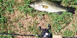 瀬田川釣果 41cm!! (bv六文銭) 2016年 