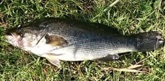 瀬田川釣果 39x40cm!! (bv六文銭) 2016年 1