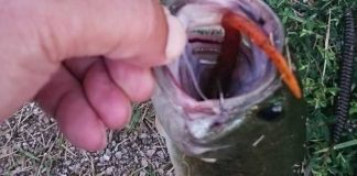 瀬田川釣果 ちびバス!! (bv六文銭) 2016年 