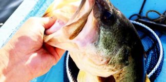 お客様からの釣果：大阪の佐々木様~スタッガーワイドで５０アップ!! 1