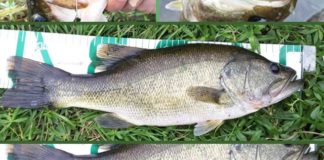 お客様からの釣果：里様~ 30~40cm x 4本 琵琶湖東岸陸っぱり 2