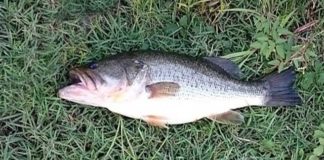 瀬田川釣果 51cm!! (bv六文銭) 