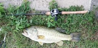 瀬田川釣果 53cm!! (bv六文銭) 2016年 