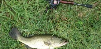 瀬田川釣果 44cm!! (bv六文銭) 2016年 