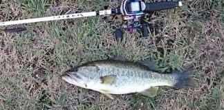 瀬田川釣果 39cm!! (bv六文銭) 2016年 