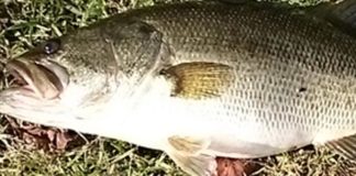 瀬田川釣果 55cm!! (bv六文銭) 2016年 1