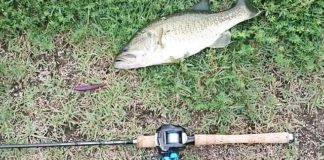 瀬田川釣果 40cm!! (bv六文銭) 2016年 