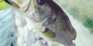 瀬田川へ (2016年 8月8日) 7