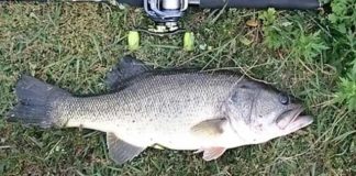 瀬田川釣果 51cm!! (bv六文銭) 2016年 