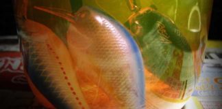 瀬田川へ (2016年 10月17日) ベイトがふらふら 6