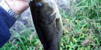 瀬田川へ (2016年 10月29日) クランクで30cm 6