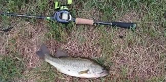 瀬田川釣果 41cm!! (bv六文銭) 2016年 