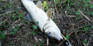 琵琶湖へ (10月15日) クランクで違う魚種 5