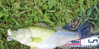 お客様からの釣果：上杉様~琵琶湖オカッパリ43x48cm!! 3