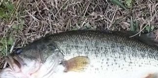 瀬田川釣果 53cm!! (bv六文銭) 2