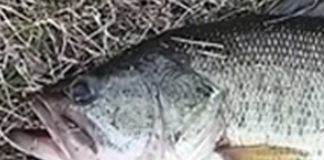 瀬田川釣果 46cm!! (bv六文銭) 2