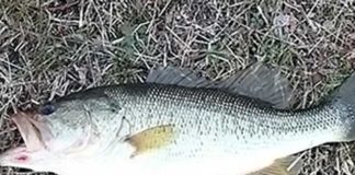 瀬田川釣果 44cm!! (bv六文銭) 2