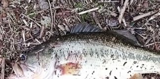 瀬田川釣果 52cm!! (bv六文銭) 2