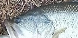 瀬田川釣果 53cm!! (bv六文銭) 2