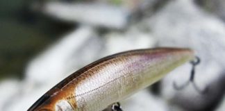 3月6日2017年 ジャクソンアスリート 写真