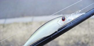 3月1日 瀬田川へ シャッドで探る 写真