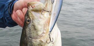 琵琶湖ガイド 3月6日 写真