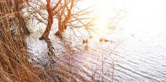 2月28日 琵琶湖内湖 写真