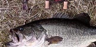 瀬田川釣果 52cm 2017年3月17日 写真