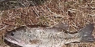 3月２日 瀬田川釣果 35cm 写真