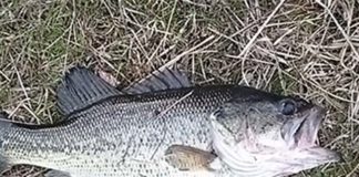 瀬田川 2017 東岸の春バス 写真