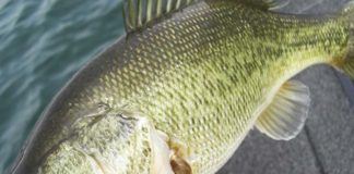 4月1日 琵琶湖の釣果写真