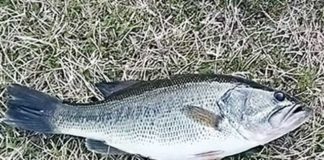 2017年4月1日 六文銭からの釣果写真