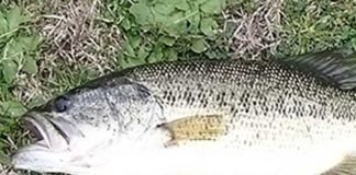 瀬田川釣果 49cm!!