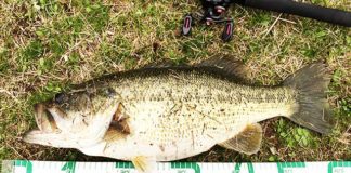 お客様からの釣果：里様~琵琶湖おかっぱり58cm!!